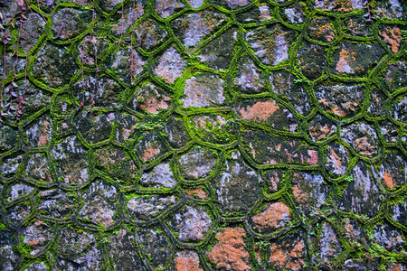 在石墙背景缝隙中生长的绿苔图片