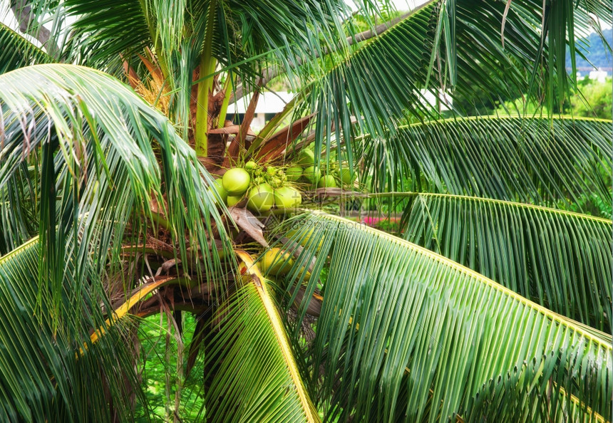 在泰国棕榈树上种椰子图片