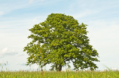 春天的橡树背景图片