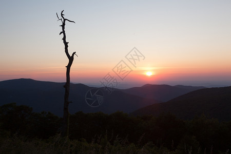 在弗吉尼亚州的天线上树的清亮轮廓与日出对立图片