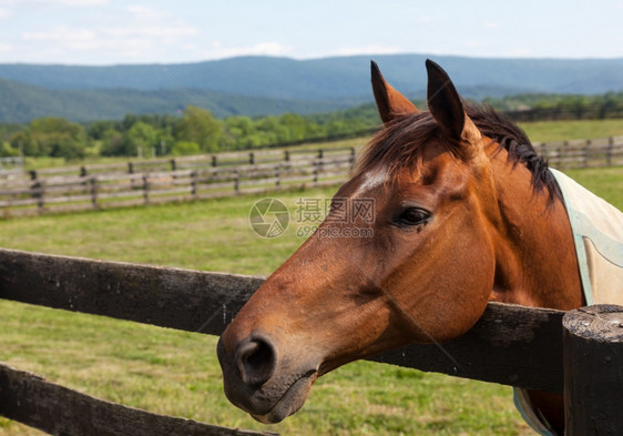 一匹老马头趴在木栅栏上图片
