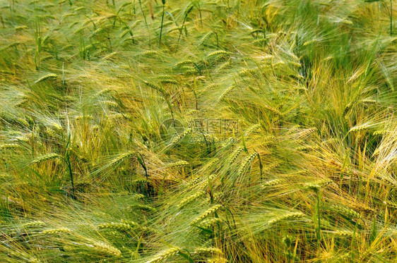 小麦盛涨的美丽背景图片