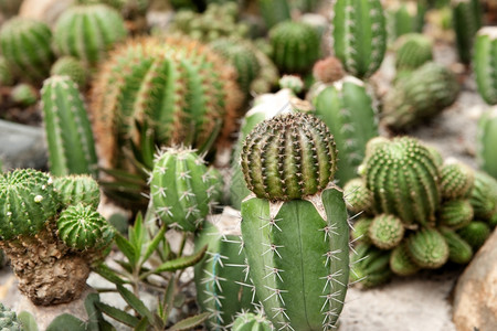 仙人掌植物图片