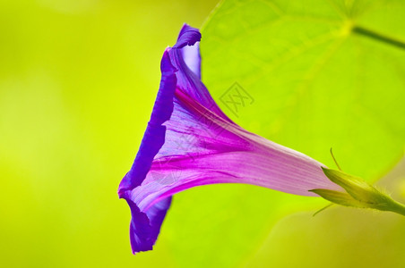 牵牛花的特写镜头图片