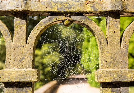 在车道入口处生锈铁门中的蜘蛛网图片