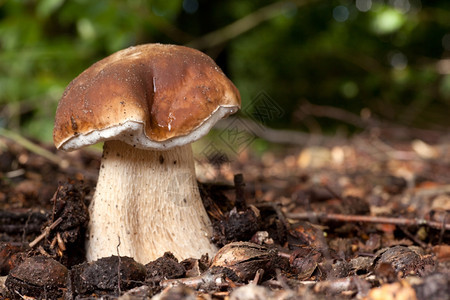 森林地上的漂亮蘑菇图片