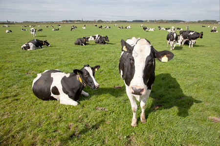 荷兰草地上的奶牛图片