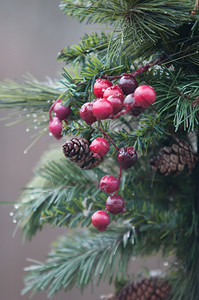 圣诞树上的果实背景图片