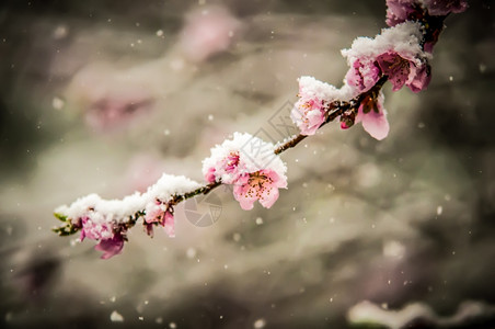 桃花被雪花覆盖着图片