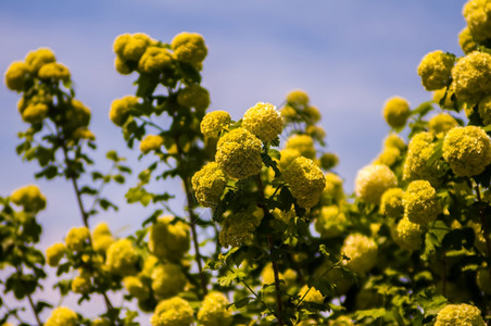 白花选择地聚焦于花朵图片