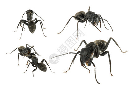 黑蚂蚁白孤立演播室拍摄图片