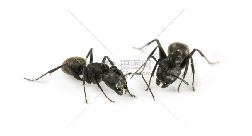 黑蚂蚁白孤立演播室拍摄图片