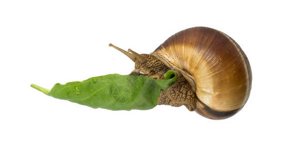 蜗牛吃植物还有绿叶和蜗牛白色孤立的工作室拍摄背景