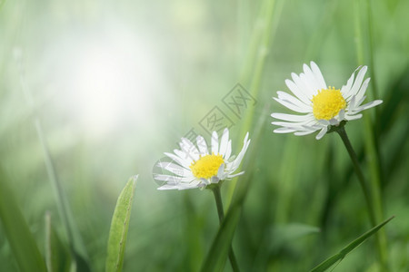 关闭春季花菊复制空间图片