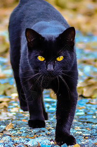 黑猫黄眼睛发光图片