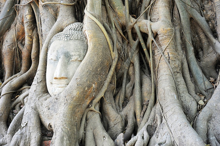 泰国大城府马哈提寺树根中捕获的石佛头像图片