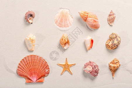 沙滩上排整齐的贝壳图片