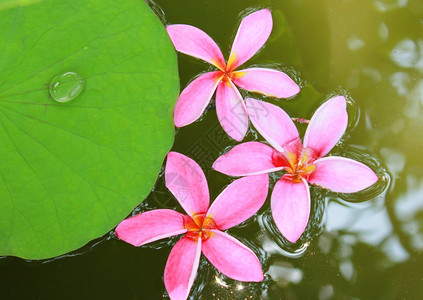 莲花岛粉红色frangip花在水上含莲叶背景