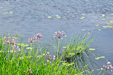 在水和草地上的小动物和花朵图片