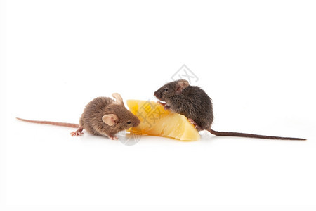 小老鼠在吃干酪图片