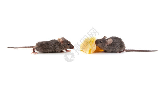 老鼠在吃干酪图片