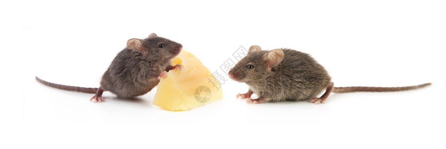 偷吃奶酪的老鼠图片