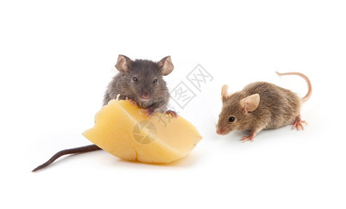 俩只吃奶酪的老鼠图片