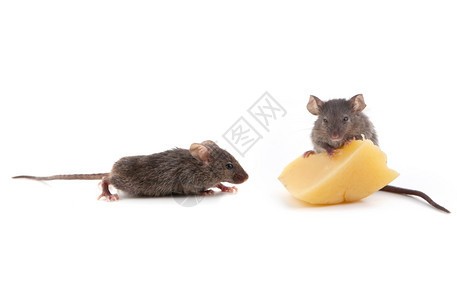 干酪和老鼠图片