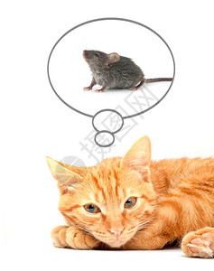 可爱猫和老鼠图片