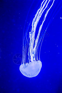 温石棉是一种生活在太平洋的常见自由漂浮双环磷通常称为太平洋海网或西岸图片