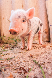 在农场外户跑来去的可爱泥巴小猪有机耕作的理想形象图片