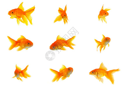 白色背景上分离的金鱼集图片