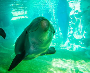 海豚装扮成摄像头特辑图片