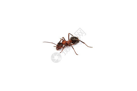 白色背景上孤立的红色大蚂蚁图片