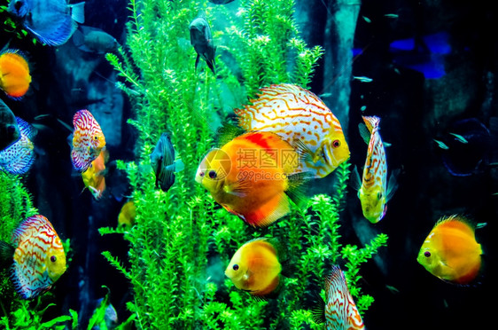 海洋中的鱼或水族馆图片