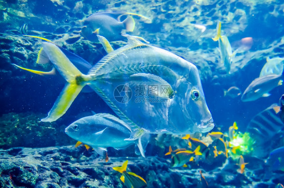 海洋中的鱼或水族馆图片