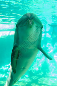 海豚装扮成摄像头特辑图片