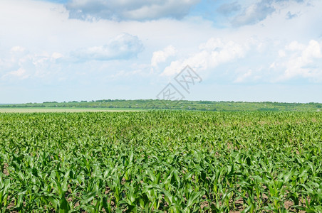 中草药种植基地玉米种植基地背景