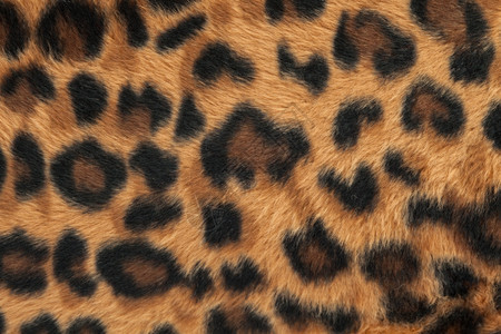 豹皮或美洲肤形态背景背景图片