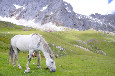 动物野马在欧洲的皮克斯西班牙图片