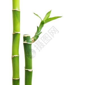 白色背景上新鲜竹子图片