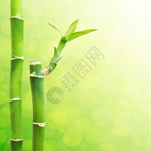 富贵竹上的新叶子背景图片