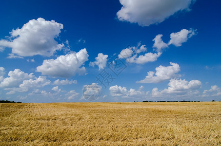 成熟的麦田背景图片