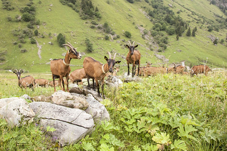 在法国高尚的萨维埃大山棕色羊图片