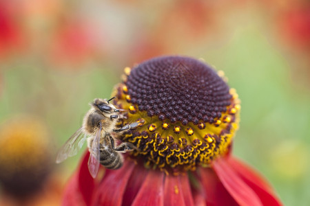 菊次郎的夏天养蜜蜂在红菊花上采集蜂蜜背景