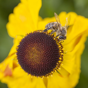 蜜蜂在黄菊花上采集蜂蜜图片