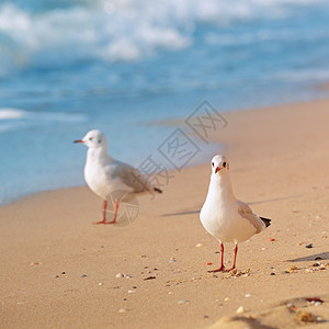 海鸥和沙滩图片