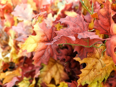 秋天的红橡树叶图片