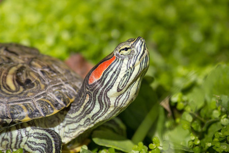 正在草地上晒太阳的动物龟图片