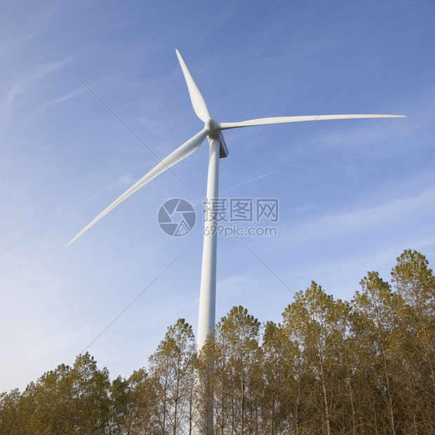 与Holand树上蓝天相对的风涡轮机图片